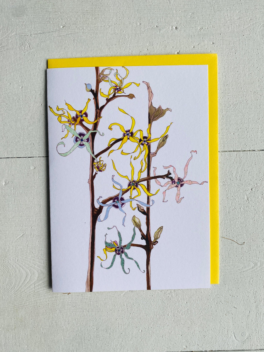 Witch Hazel Card - Sketchbook Botanical Range